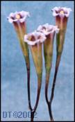 Adromischus nanus flower