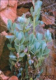 Senecio muirii