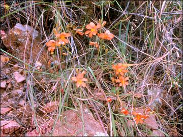 Tritonia watermeyeri