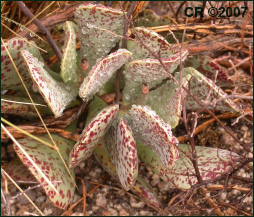 Adromischus alstonii