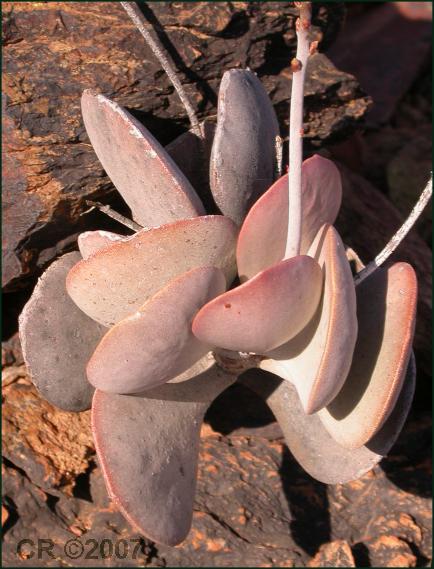 Adromischus alstonii