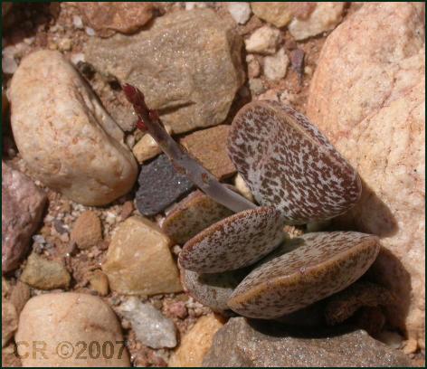 Adromischus bicolor