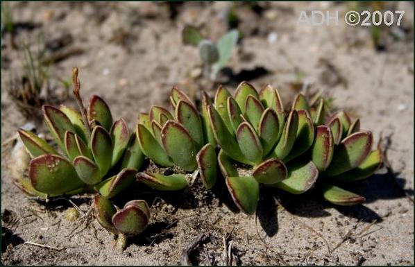 Adromischus caryophyllaceus