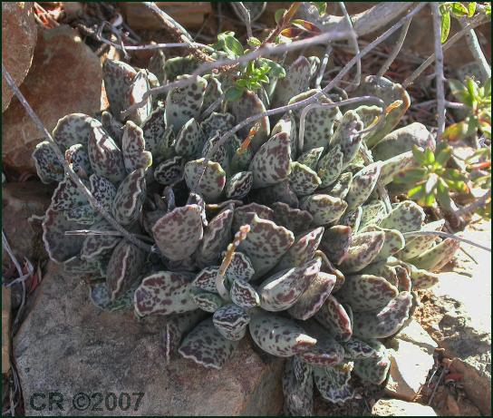 Adromischus cooperi