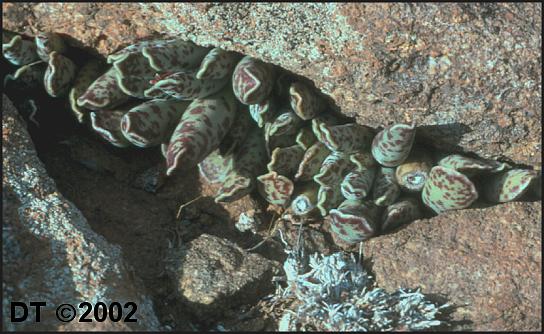 Adromischus cooperi