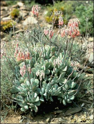 Cotyledon orbiculata in the Little Karoo