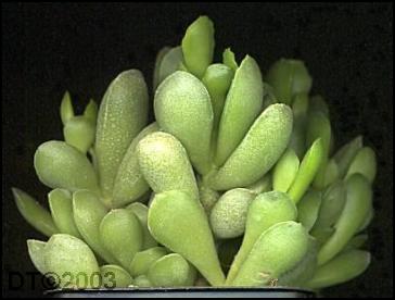 Adromischus cristatus mzimvubuensis