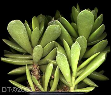 Adromischus cristatus mzimvubuensis?