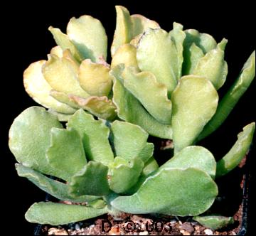 Adromischus cristatus mzimvubuensis