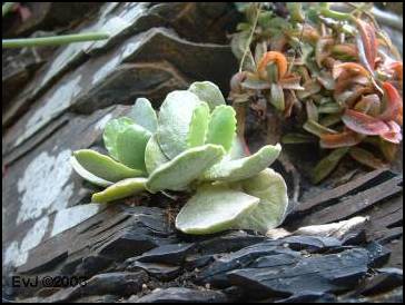 Adromischus cristatus mzimvubuensis