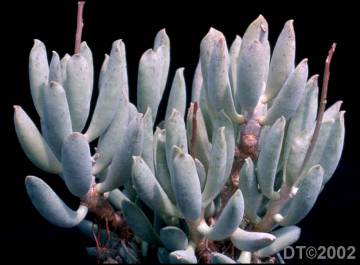 Adromischus halesowensis