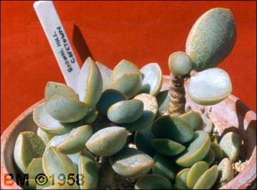 Adromischus hemisphaericus