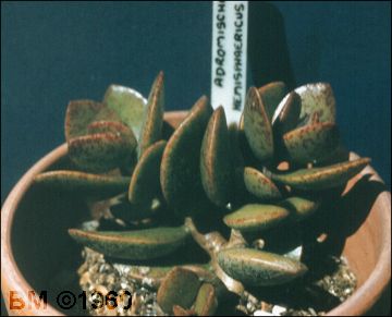 Adromischus hemisphaericus