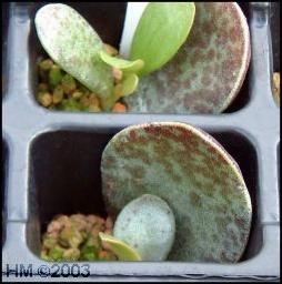 Adromischus leaf cutting