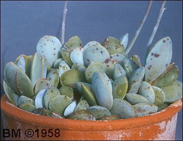 Adromischus leucophyllus