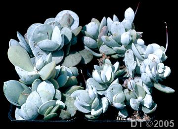 Four Adromischus leucophyllus clones