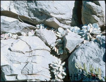 A. leucophyllus in habitat near Montagu