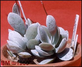 Adromischus leucophyllus