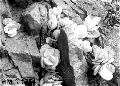 Adromischus leucophyllus habitat