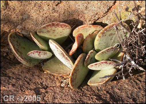 Adromischus liebenbergii orientalis