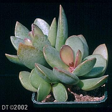 Adromischus liebenbergii orientalis