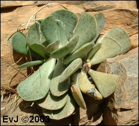 Adromischus liebenbergii orientalis