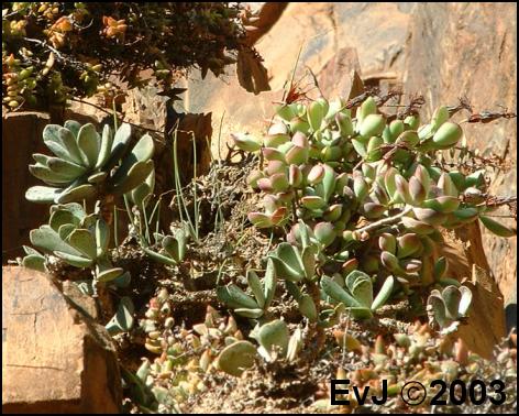 Adromischus liebenbergii orientalis