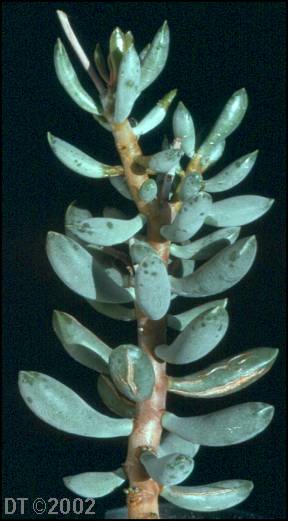 Adromischus mamillaris