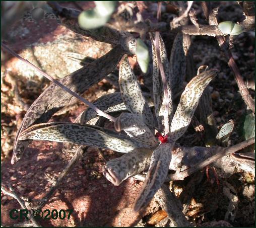 Adromischus marianiae / marianae