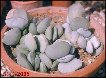 Adromischus marianiae hallii