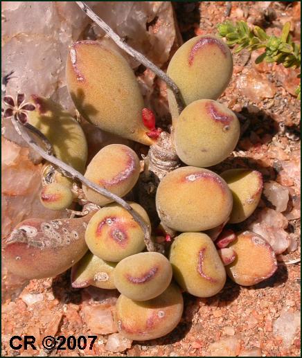 Adromischus marianiae kubusensis