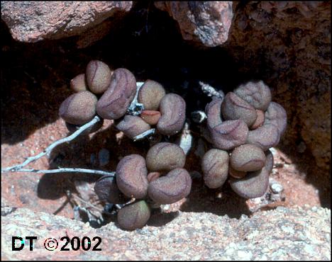 Adromischus marianiae little spheroid