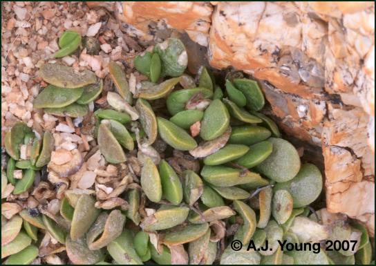 Adromischus nanus