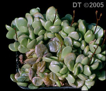 Soft rot in Adromischus nanus