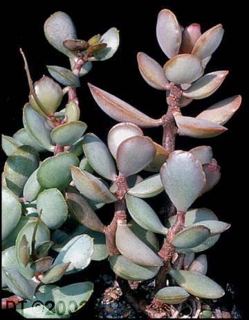 Adromischus roanianus / roaneanus