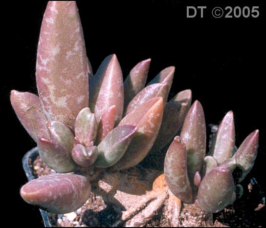 Adromischus schuldtianus brandbergensis