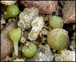 One leaved seedlings