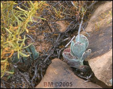 Adromischus subviridis near Grasberg