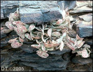 Adromischus subviridis near Karoskloof