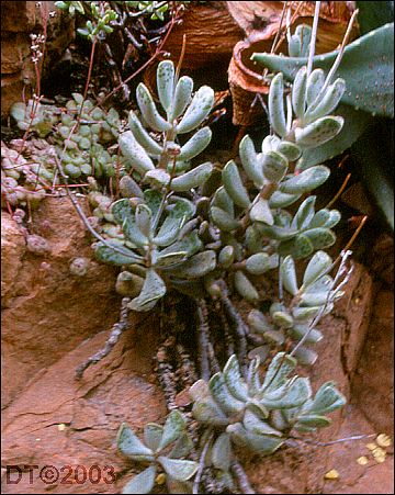 Adromischus mamillaris triflorus