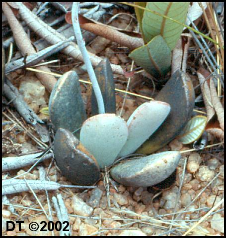 Adromischus umbraticola