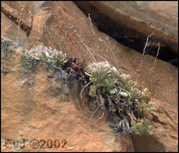 Adromischus umbraticola ramosus