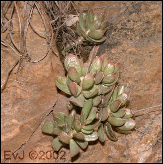 Adromischus umbraticola ramosus