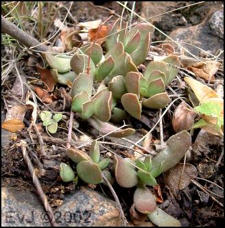 Adromischus umbraticola ramosus